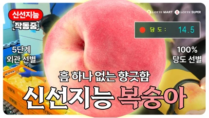 신선지능 복숭아